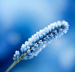 close up of a flower, grass, spring, macro, frost, flowers, summer, flora, leaf, close-up, blue, winter, yellow, garden, closeup
