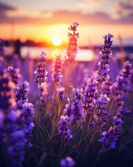 Obraz premium Sunset serenades and lavender whispers ,generative ai
