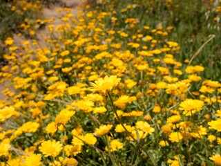 Fototapeta premium Field of flowers of the corn marigold (Coleostephus myconis). Near the Cape Roca (Cabo da Roca), the westernmost point of mainland Portugal and continental Europe