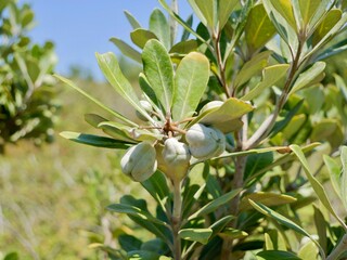 Fruits of karo, stiffleaf cheesewood, kaikaro or kihiki (Pittosporum crassifolium), introduces. Near the Cape Roca (Cabo da Roca), the westernmost point of mainland Portugal and continental Europe