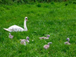 Chicks and swan in grass