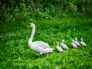 Chicks follow the swan