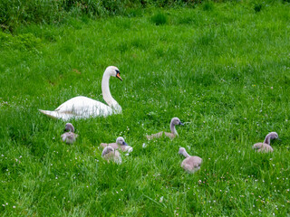 Chicks and swan in the grass