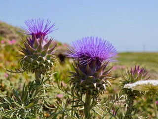 Flowers of wild thistle (Cynara humilis), a species of flowering plant in the artichoke and cardoon...