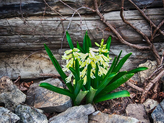 Galtonia flowers on rocks