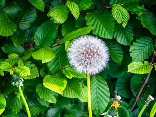 Field dandelion macro