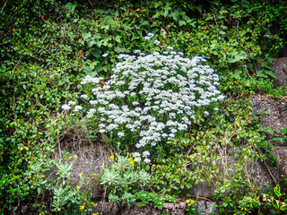 Many white flowers on the wall