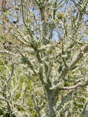 Moss on the branches. Near the Cape Roca (Cabo da Roca), the westernmost point of mainland Portugal and continental Europe
