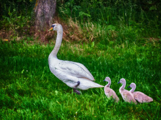 Swan walks with chicks