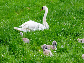 Swan turned away from the chicks
