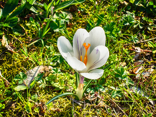 White crocus opens