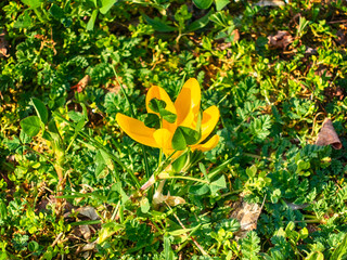 Yellow crocus intertwined with grass