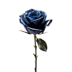 single dark blue rose 