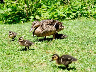 Duck with ducklings of mallard or wild duck (Anas platyrhynchos)