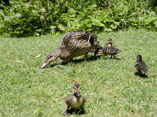 Duck with ducklings of mallard or wild duck (Anas platyrhynchos)