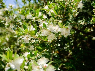 Flowering of the common myrtle or true myrtle (Myrtus communis), an evergreen decorative shrub, also cultivated for berries 