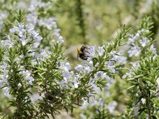 The bee on flowers of the long-leaved westringia (Westringia longifolia), Spain