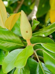 Flowering southern magnolia or bull bay (Magnolia grandiflora), is a tree native to the Southeastern United States; endemic species, cultivated for timber and ornamental; Portugal