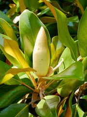 Flowering southern magnolia or bull bay (Magnolia grandiflora), is a tree native to the Southeastern United States; endemic species, cultivated for timber and ornamental; Portugal
