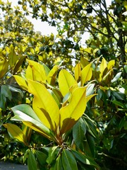 Flowering southern magnolia or bull bay (Magnolia grandiflora), is a tree native to the Southeastern United States; endemic species, cultivated for timber and ornamental; Portugal
