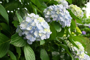 公園に咲く青紫色のアジサイの花。