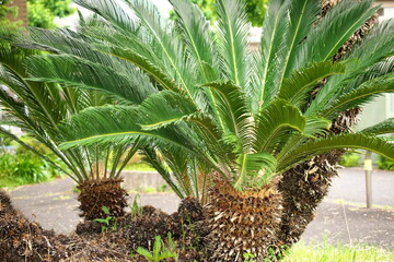 公園に植えられたソテツ。