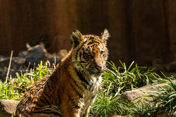 playful tiger cub