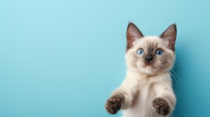 Cute blue-eyed kitten with beige fur and pointed ears against a blue background, looking curiously with paws up in the air.