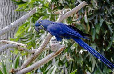 Hyacinth Mccaw sitting. on tree branch at an alligator farm in Florida.