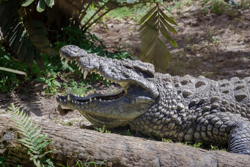 Giant captive crocodile at alligator farm in Florida.