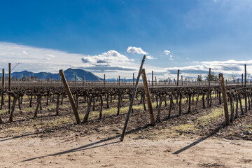 Vine crops at a vineyard in Chile.