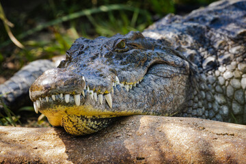 Giant captive crocodile at alligator farm in Florida.