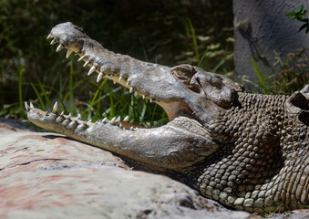 Giant captive crocodile at alligator farm in Florida.