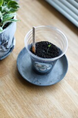 スーパーで買ったミニトマトから種をとって植えたら芽が出たところ