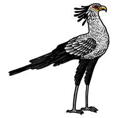 Secretary bird animal color sketch engraving PNG illustration. T-shirt apparel print design. Scratch board style imitation. Hand drawn image.