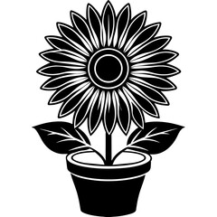 sunflower in a pot