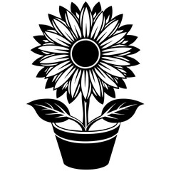 sunflower in a pot