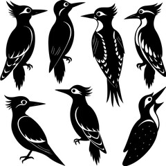 collection of birds