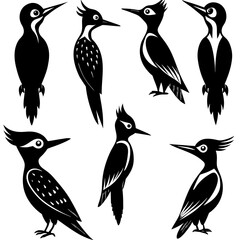 collection of birds