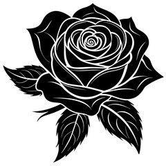 black rose isolated on white