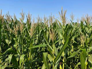 Corn field with clear sky. Corn is blossoming and ready to harvest.