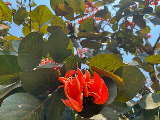 The orange flowers are blooming on the tree, the flowers contrasting with the green leaves in summer.