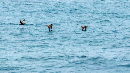 Pelicans Skimming 2