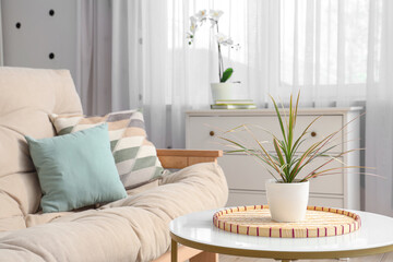 Coffee table with houseplant and cozy sofa in living room