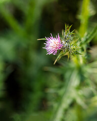 Young Thistle