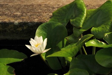 Un fiore di loto bianco
