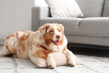 Adorable Australian Shepherd dog with pillow lying at home