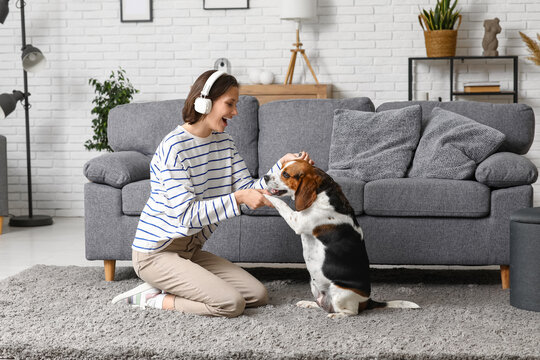Young woman in headphones playing with cute Beagle dog on floor near sofa at home
