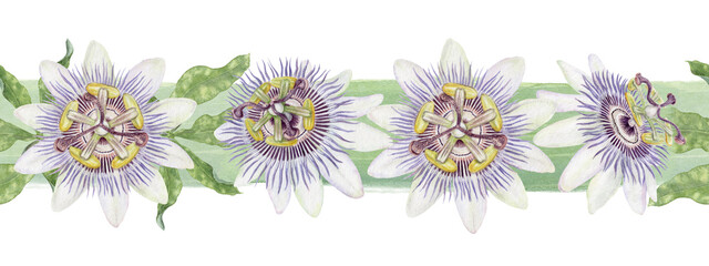 Passion flower seamless border watercolor painting with brush strokes. Hand drawn isolated floral illustration. Green and golden ink Passiflora arrangement for package and product design.