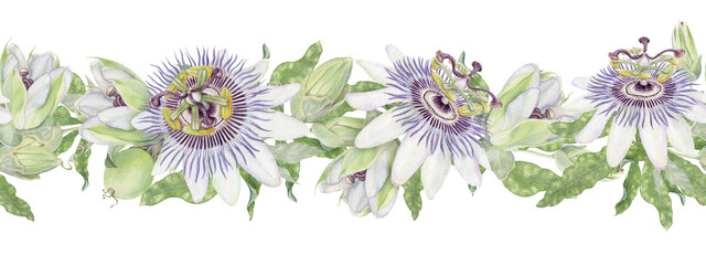 Passion flower seamless border watercolor painting with bud and leaf. Hand drawn isolated floral illustration. Green and purple Passiflora arrangement for package and product design.